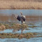 Eine Gans am 'Brabrand Sø'