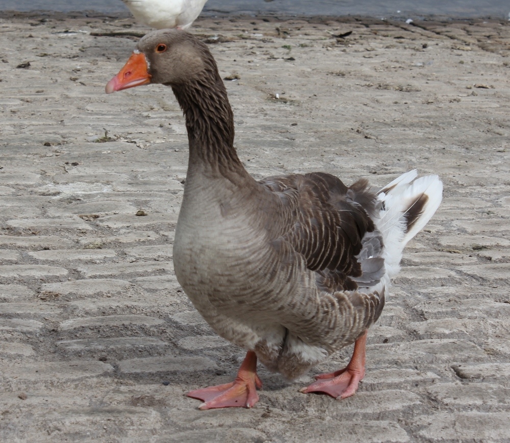 Eine Gans am Schwanentreff