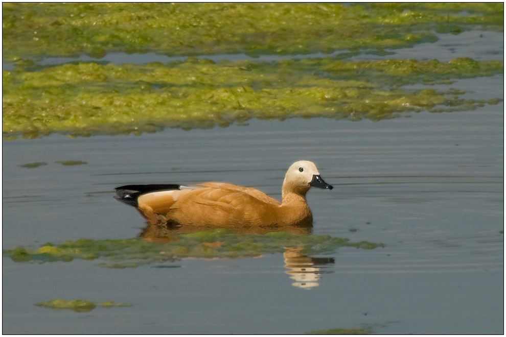 Eine Gans, die rostet ... *staun* ...