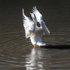 Eine Gans freut sich auf einen Frühlingstag im Winter