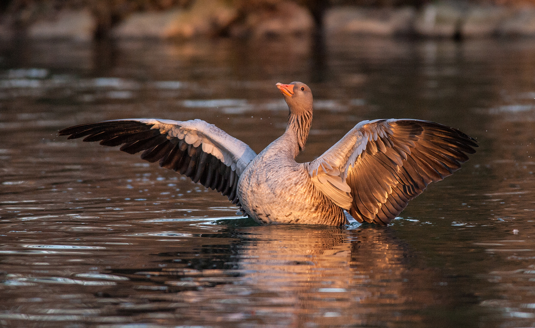 Eine Gans im Glanz