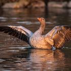 Eine Gans im Glanz