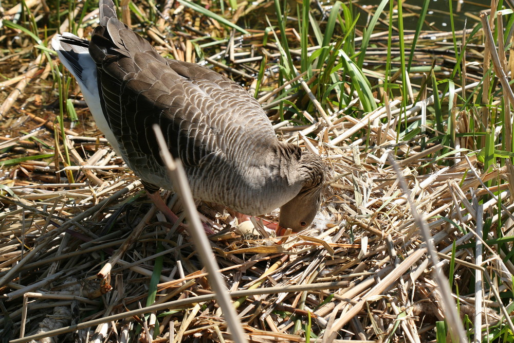 Eine Gans im Nest mit Ei