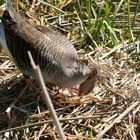 Eine Gans im Nest mit Ei