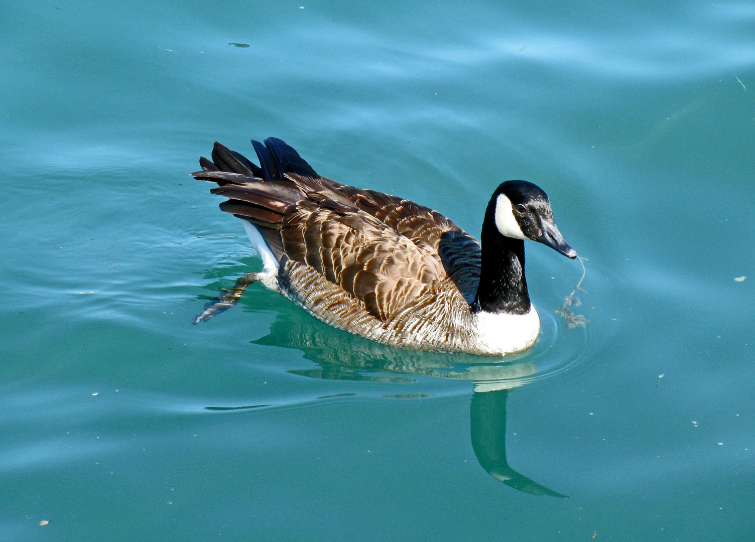 EINE GANS IM SPIEGEL....