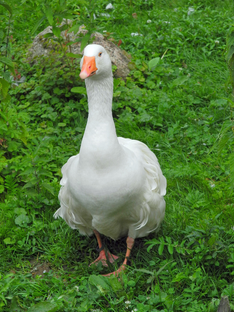 Eine Gans im Tierpark Arche Warder