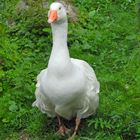 Eine Gans im Tierpark Arche Warder