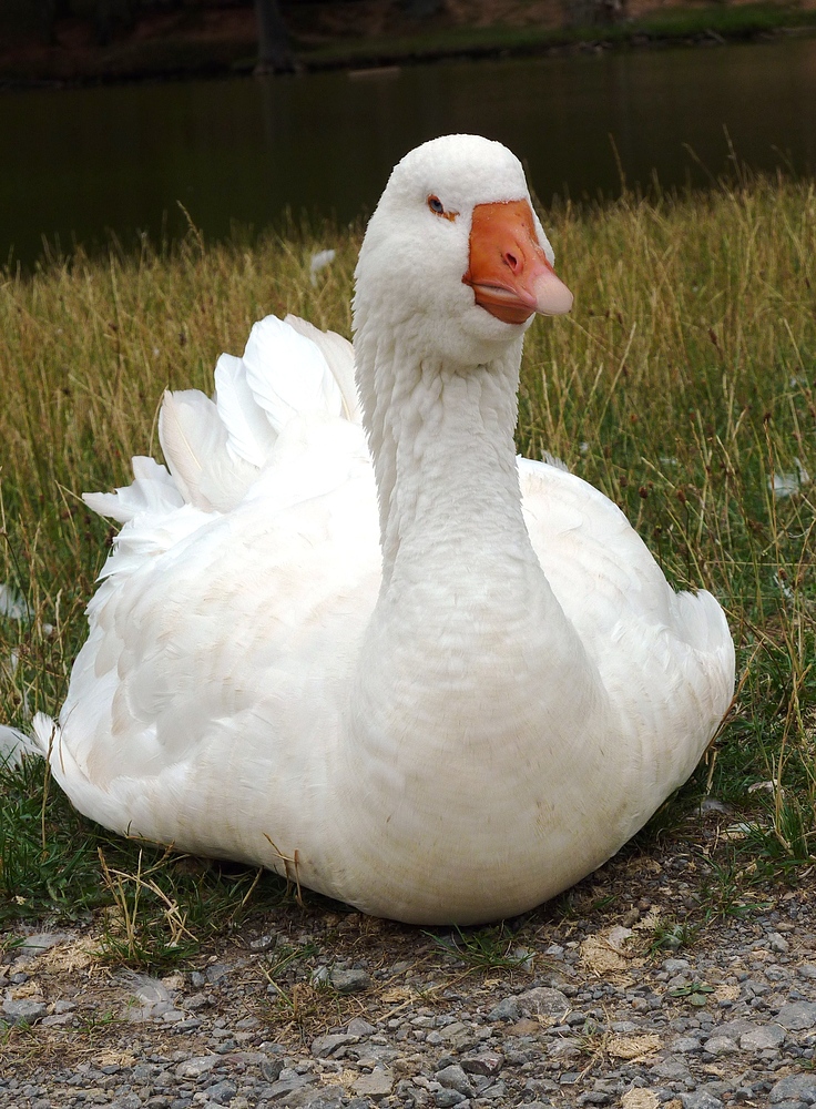 Eine Gans im Wildpark