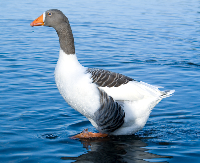 Eine Gans in Öjendorf