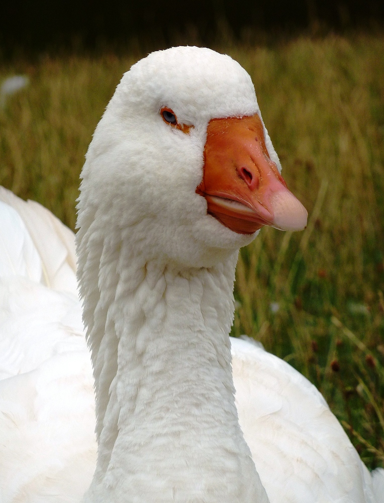 Eine Gans mal ganz nah (1)