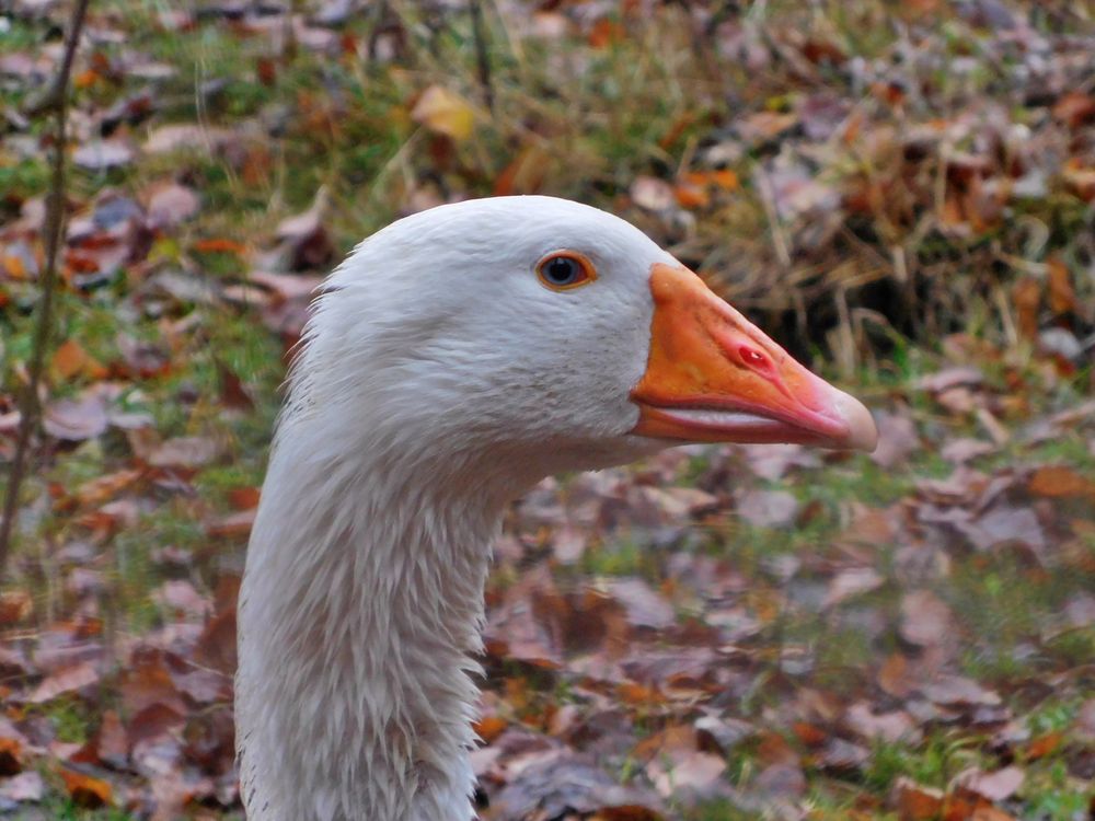 Eine Gans oder was ? Foto
