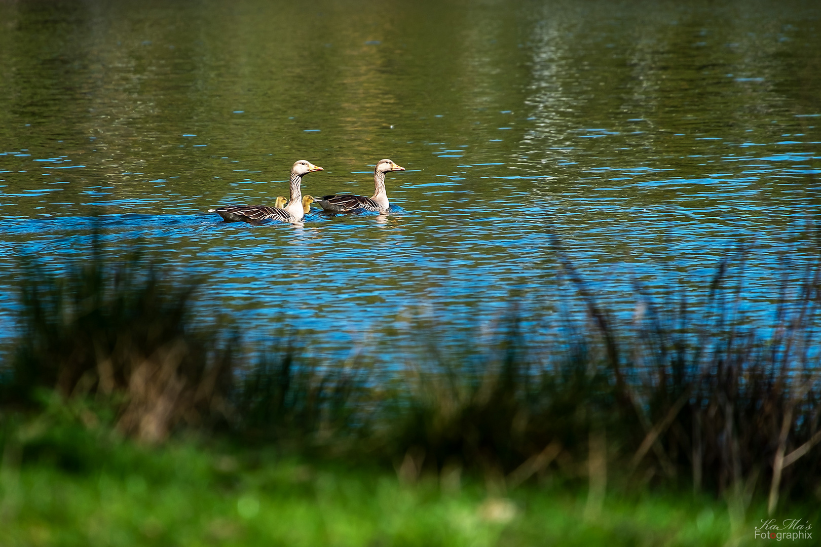 Eine Gans(e) Familie