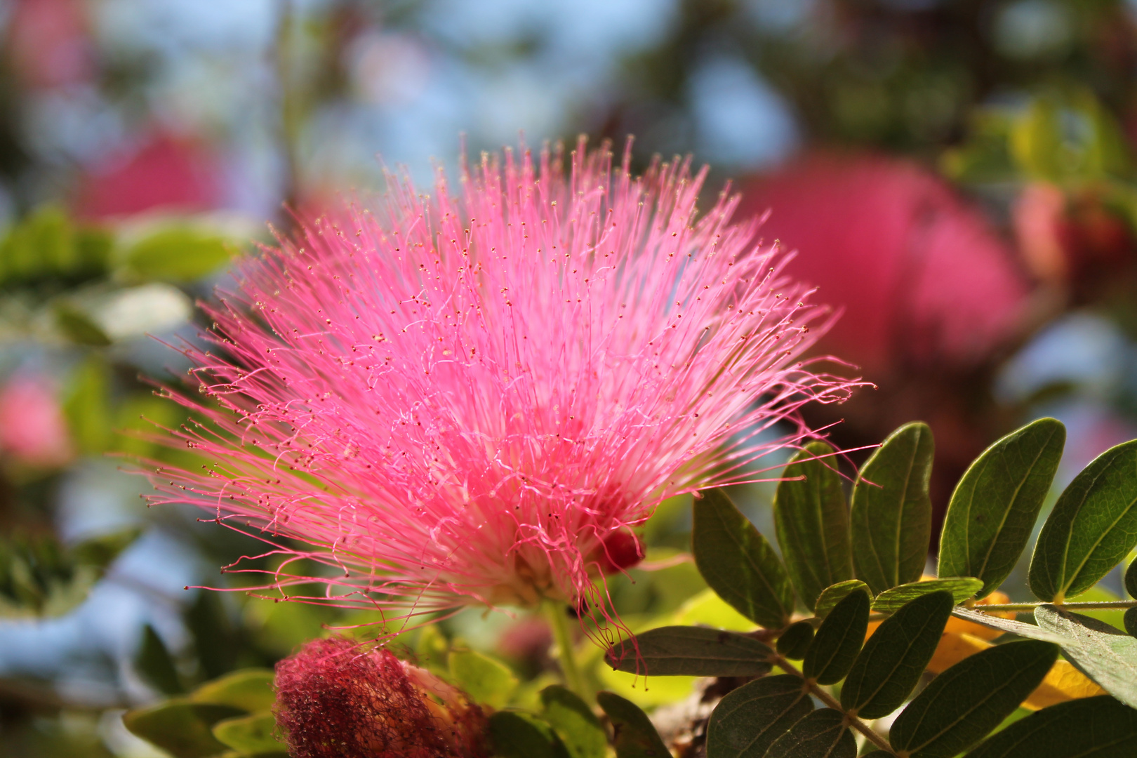 Eine ganz besondere Blüte