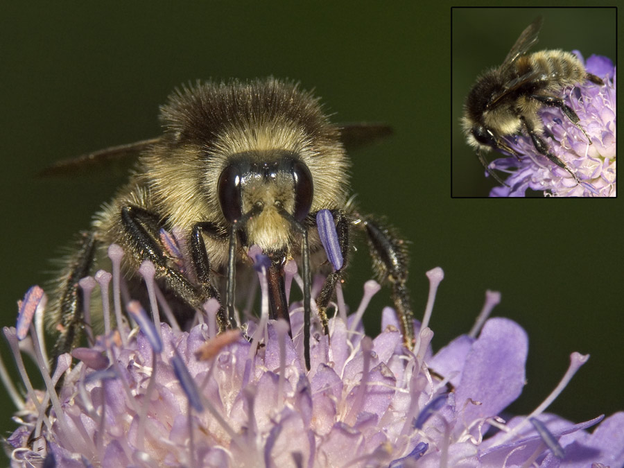 Eine ganz besondere Hummel...