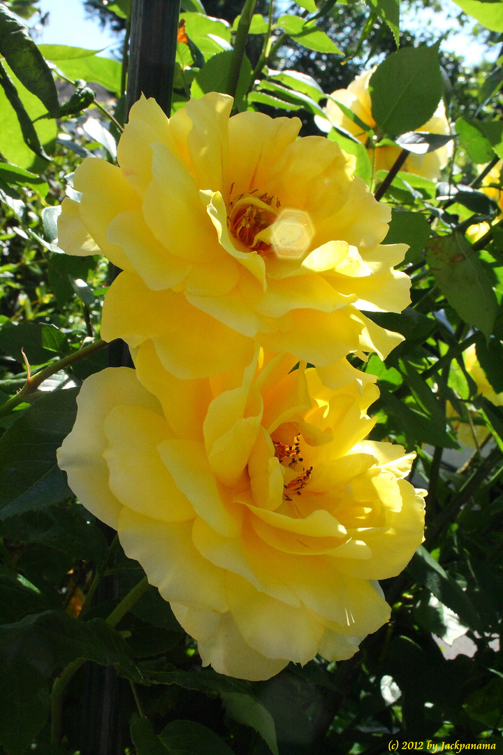 Eine ganz besondere Rose (4)