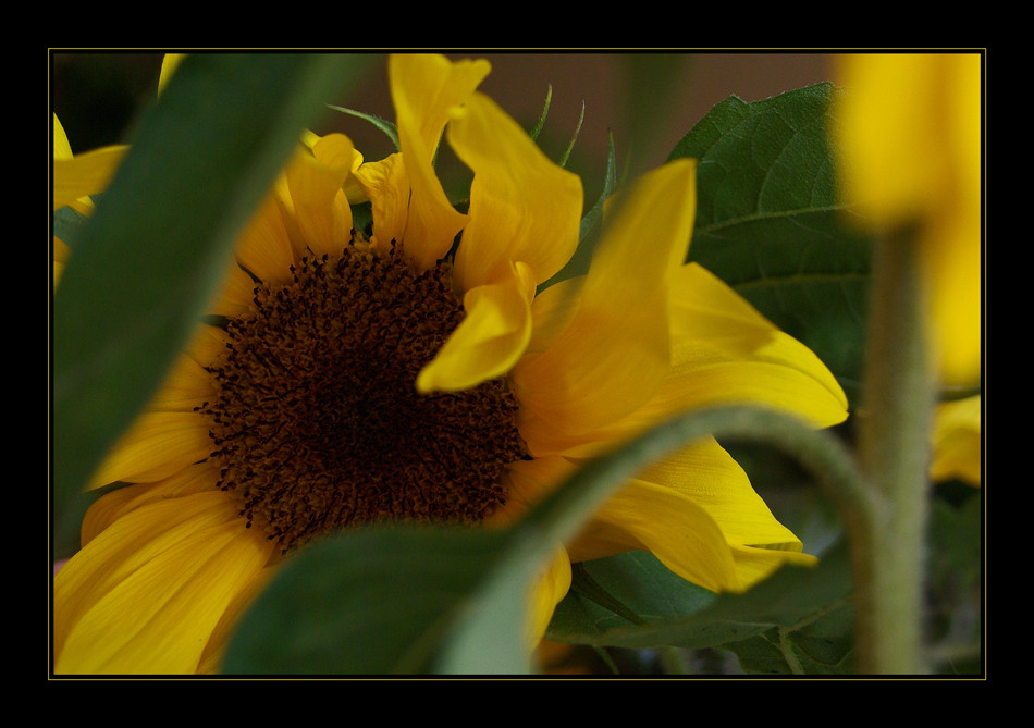 Eine ganz besondere Sonnenblume :-)