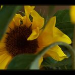 Eine ganz besondere Sonnenblume :-)