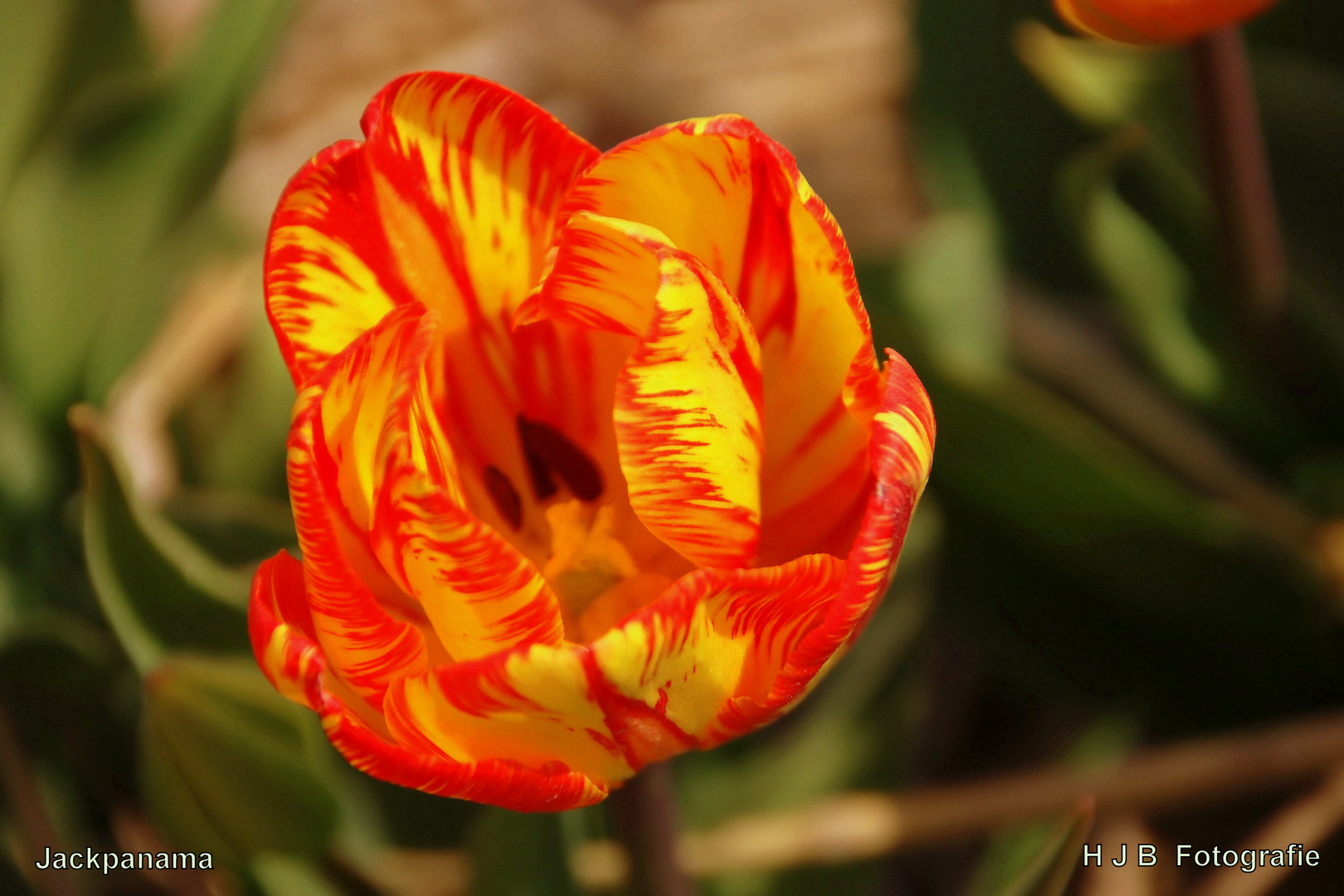 Eine ganz besonders schöne Tulpe