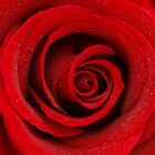 Eine ganz bestimmte Rose für eine ganz bestimmte Person