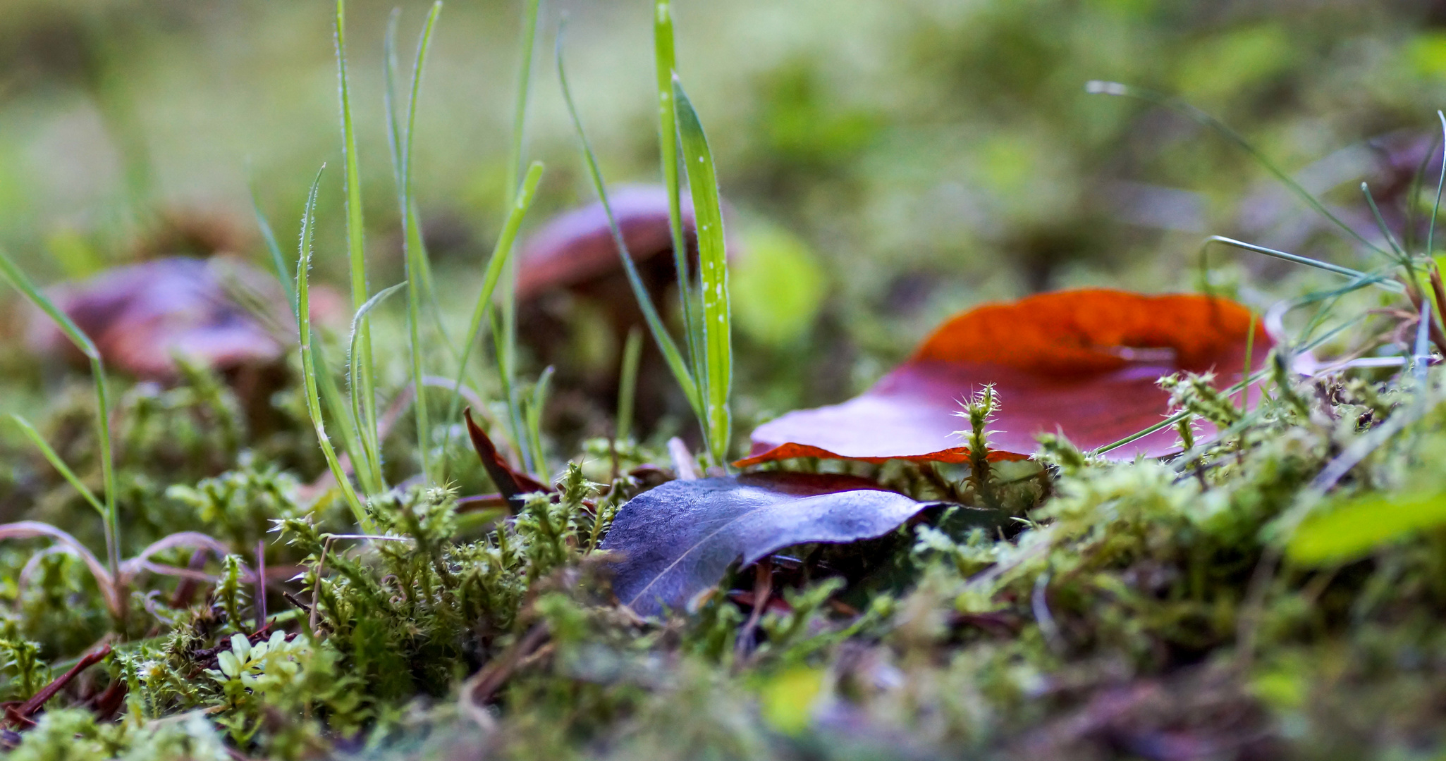 Eine ganz eigene Welt in Miniatur