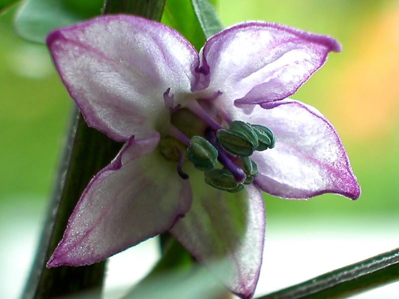 Eine ganz „feurige“ Blüte … - „Pretty in Purple“