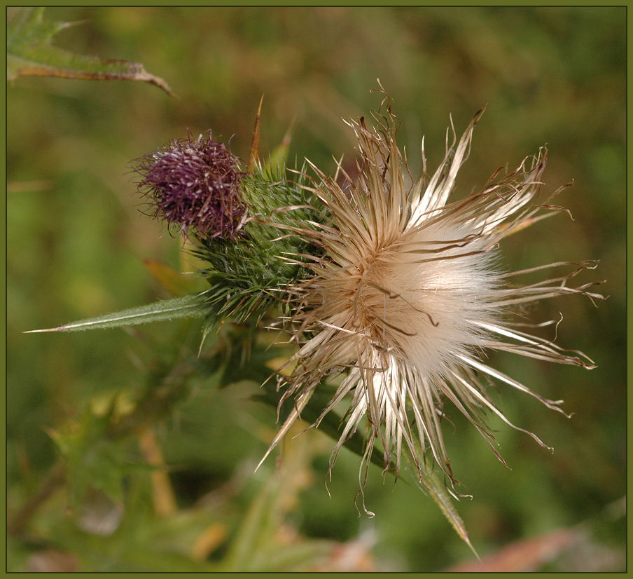 Eine ganz gewöhnliche Distel.