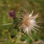 Eine ganz gewöhnliche Distel.