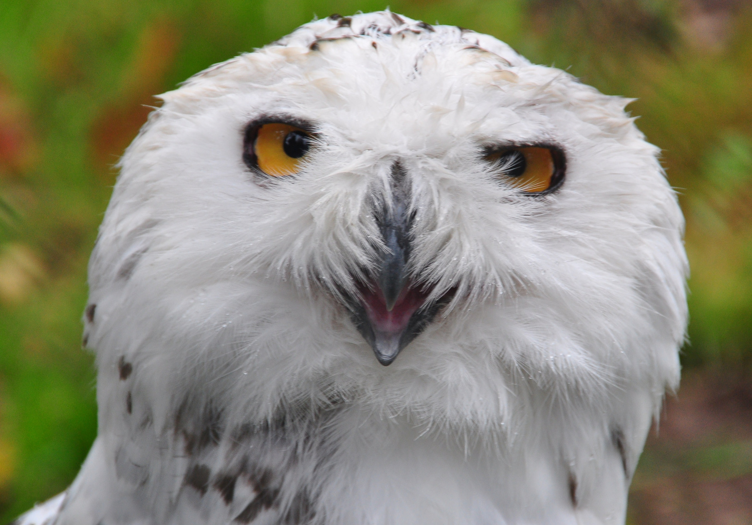 eine ganz hübsche (1) Foto & Bild | tiere, zoo, wildpark & falknerei