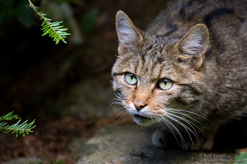 Eine ganz liebe Wildkatze