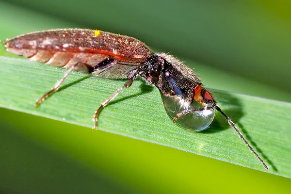 Eine ganz neue Käferart...