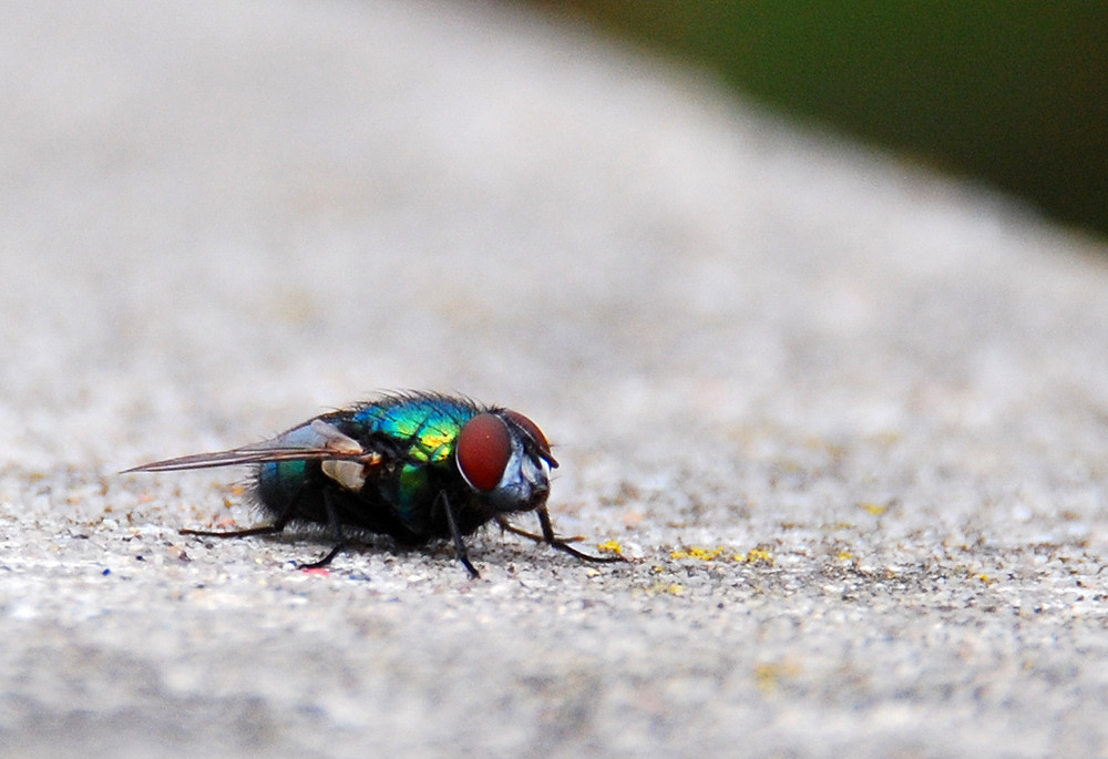 Eine ganz normale Fliege