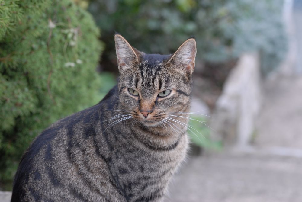 eine ganz normale Hauskatze