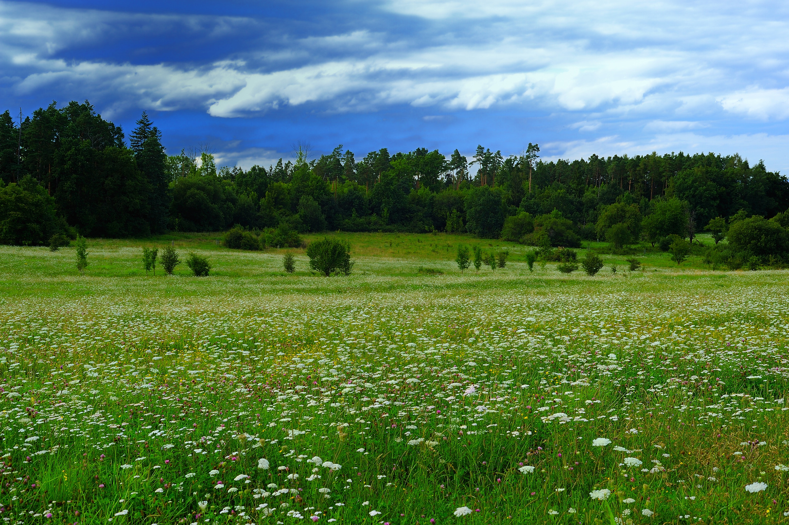 Eine ganz normale Wiese