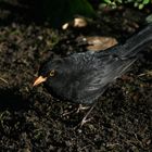 Eine ganz ordinäre einfache ( aber schöne ) Amsel oder Schwarzdrossel