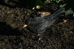 Eine ganz ordinäre einfache ( aber schöne ) Amsel oder Schwarzdrossel