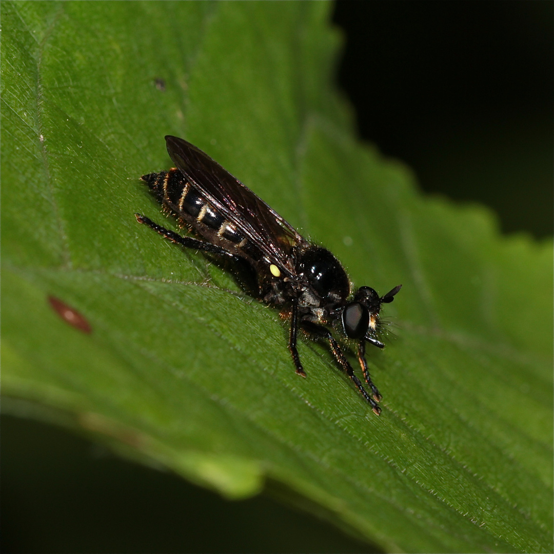 Eine ganz schwarze Raubfliege aus Göfis/Vorarlberg: Gemeine Mordfliege (Choerades marginata)