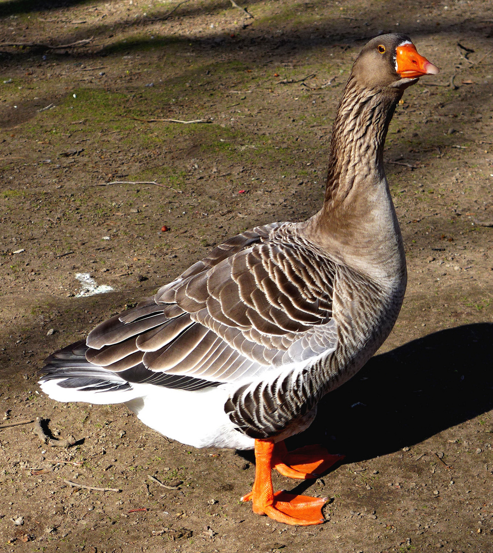 Eine ganz stolze Gans