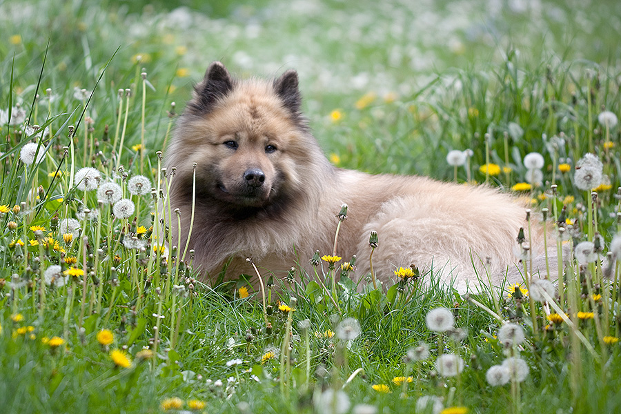 Eine ganze Blumenwiese 