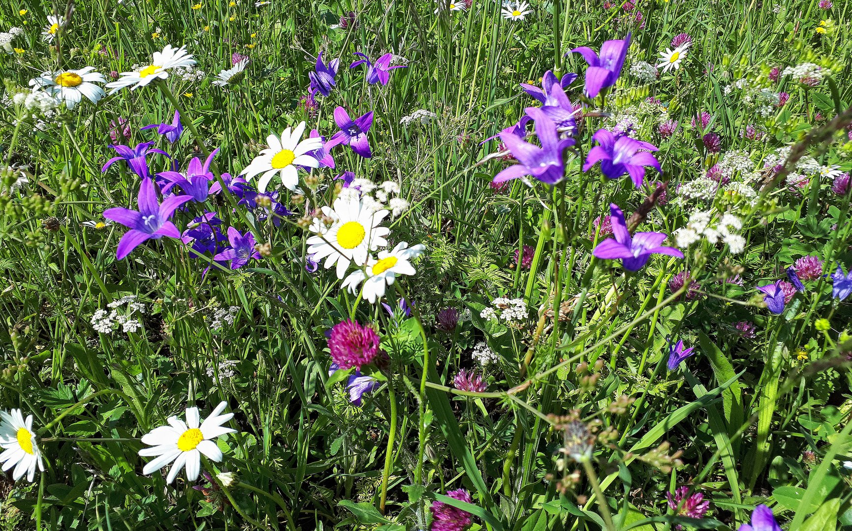 eine ganze Blumenwiese