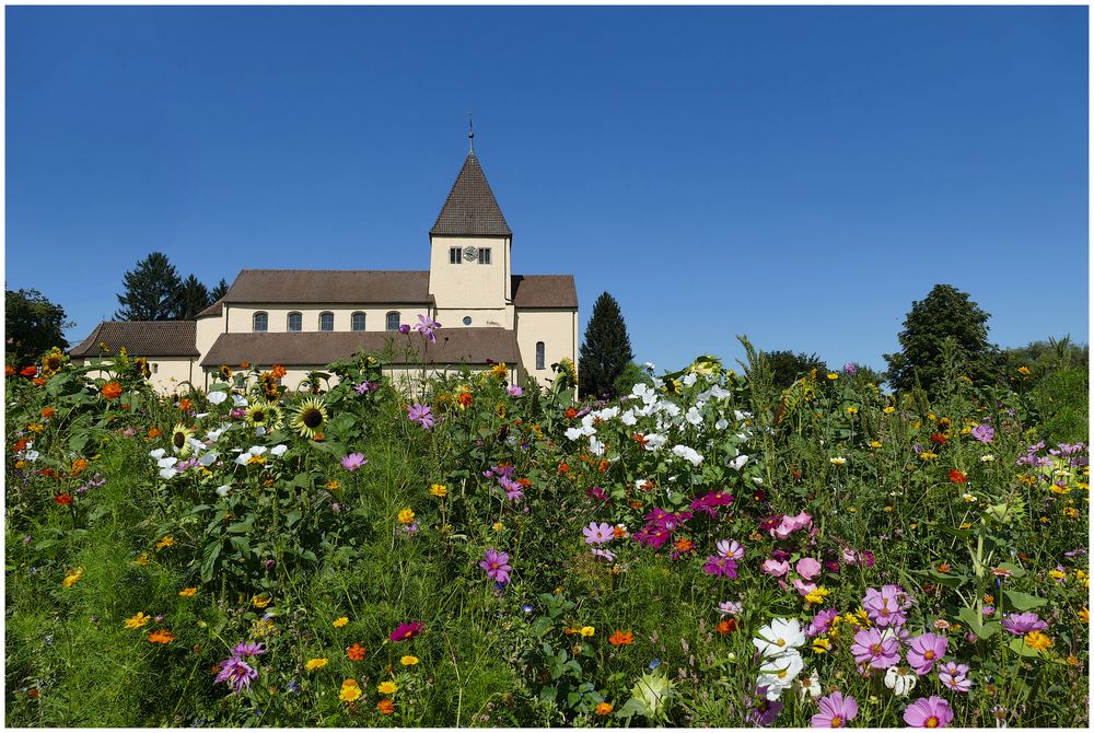 EINE GANZE BLUMENWIESE