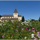 EINE GANZE BLUMENWIESE