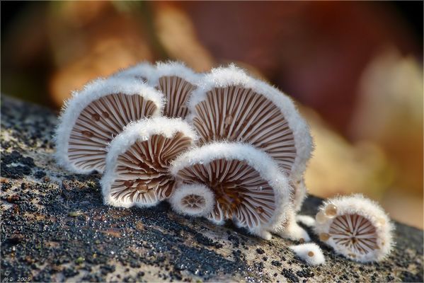 Eine ganze Familie von frischen Spaltblättlingen ...