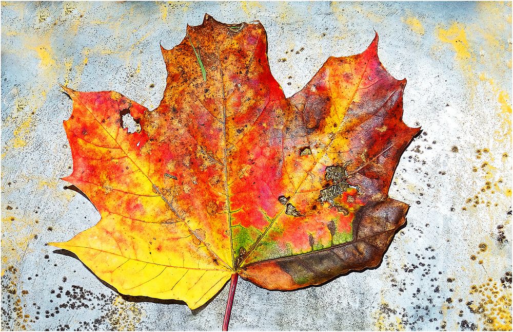 Eine ganze (Farben-)Sinfonie auf einem einzigen (Noten-)Blatt