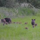 Eine ganze Rotte Sauen unterwegs