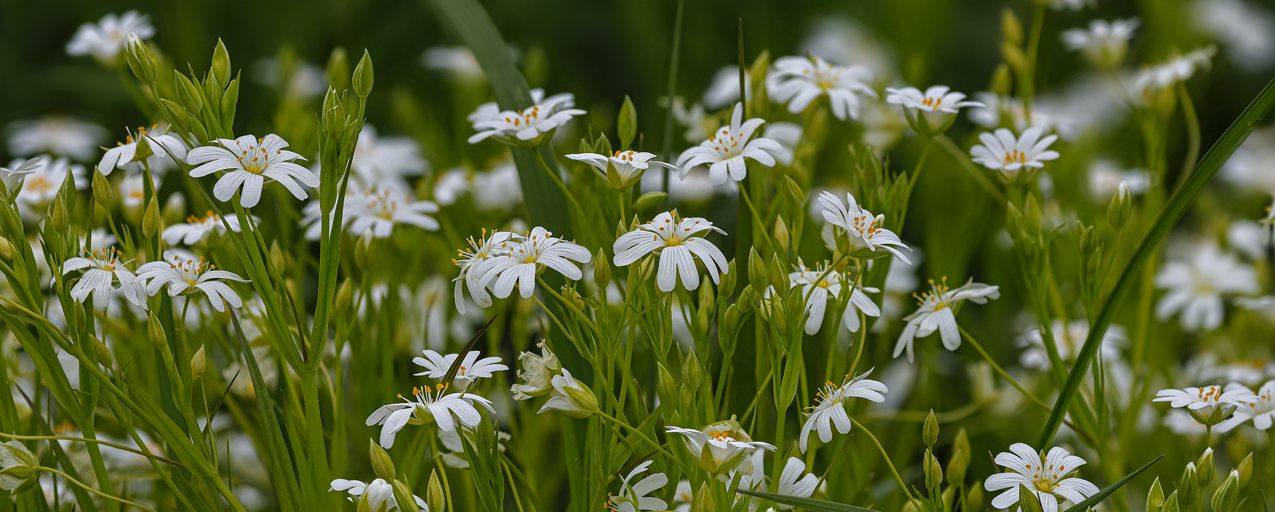 Eine ganze Wiese voll: Echte Sternmiere - Stellaria holostea