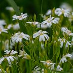 Eine ganze Wiese voll: Echte Sternmiere - Stellaria holostea