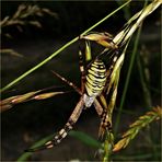 Eine ganze "Zebraherde".............(Argiope bruennichi)