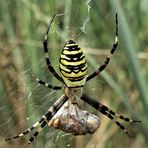 Eine ganze "Zebraherde"...............(Argiope bruennichi)