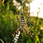 Eine ganze "Zebraherde"............(Argiope bruennichi)