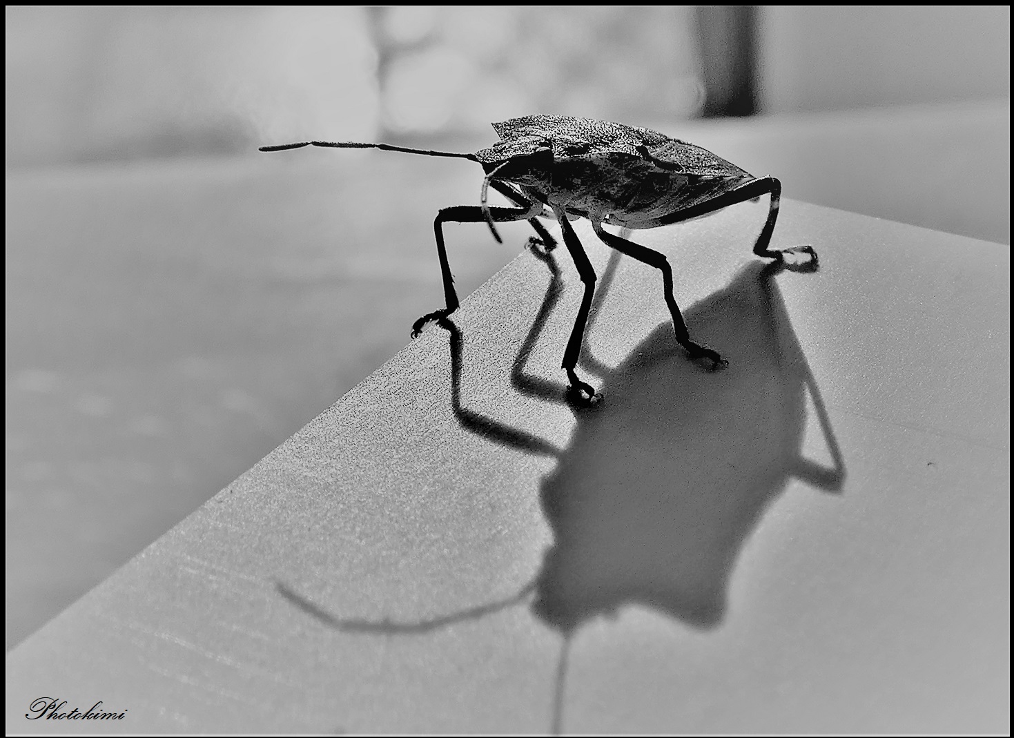 Eine Garten-Wanze und ihr Schatten